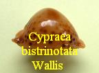 Cypraea bistrinotata bistrinotata, Schilder & Schilder 1937